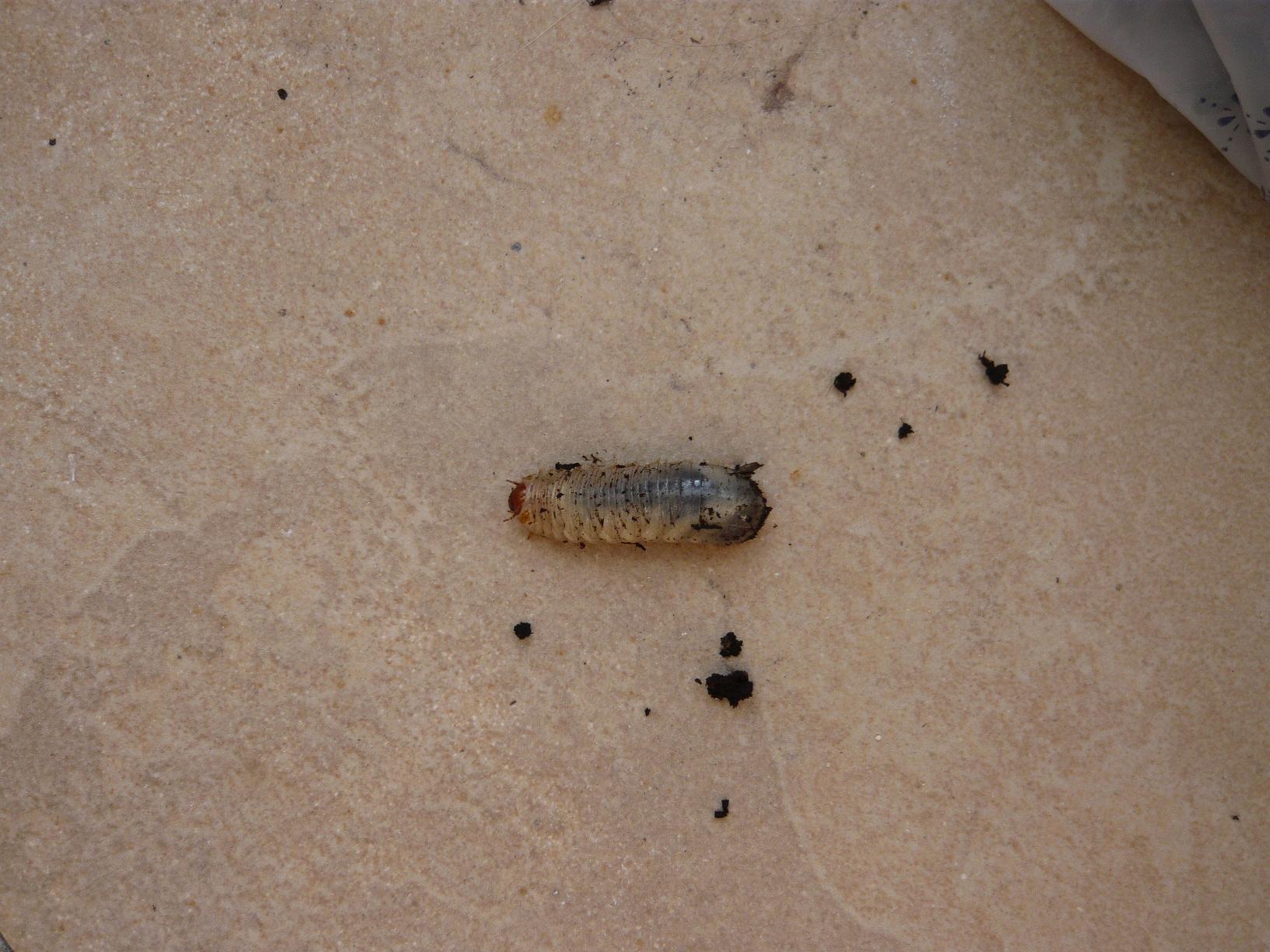 larva di Caetoniidae e di Lampiridae